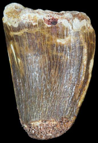 Cretaceous Fossil Crocodile Tooth - Morocco #50282